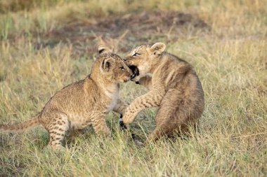 cheetah cub playing on the grass with mother in the background