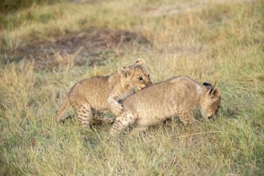 lion cub playing on the grass in the grass