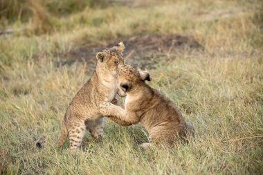 two young cheetah fighting with a cub