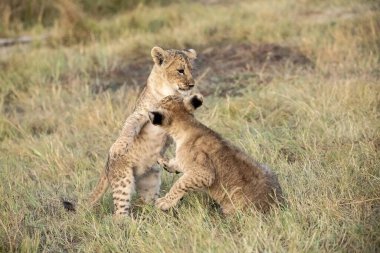 cheetah playing with cub