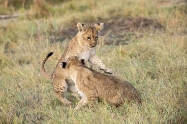 cheetah cub and cub walking