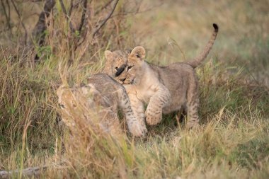 two lions playing in the grass