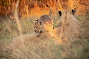 Kenya savanındaki aslanlar