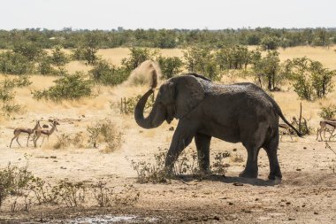 Etkin ulusal Park'ta Afrika fili