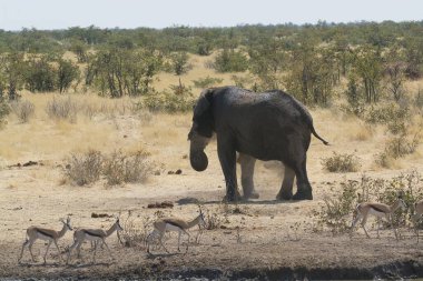 Bir su birikintisinde Afrika fili