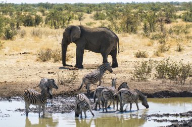 Afrika bozkırlarında bir fil sürüsü.