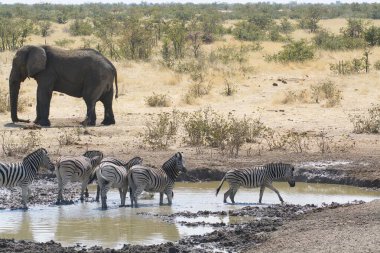 Etoşa Ulusal Parkı 'ndaki su birikintisinden su içen Afrikalı zebralar. namibya