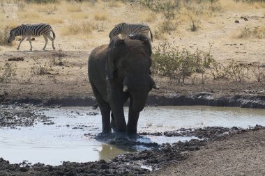 Bir grup fil su birikintisinde su içiyor.