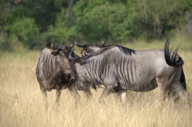Siyah antiloplar (condeetes conchaetus), Güney Afrika; machamara; Yedek, Güney Afrika; Botswana