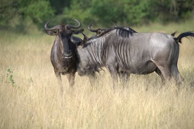 vahşi wildebeest