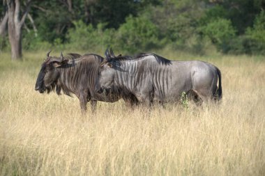 Afrikalı vahşi hayvan, siyah ve beyaz zebra.