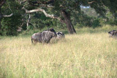 Çimlerde bir grup fil.