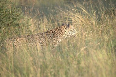 Leopar çimenlerde dinleniyor. Vahşi yaşam hayvanı.