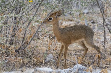 Çimlerdeki genç geyik.