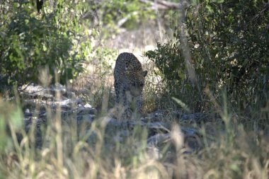 Güney Afrika savanındaki büyük bir Afrika aslanı.