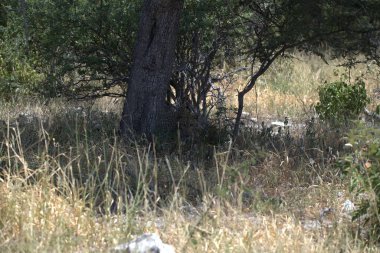 Doğanın güzel manzarası