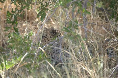 Kenya bozkırında bir leopar