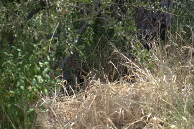 Vahşi leopar bozkırda