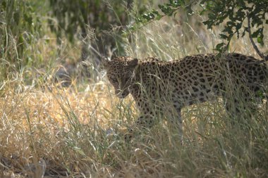 Güney Afrika 'daki Kruger Park' taki leopar.