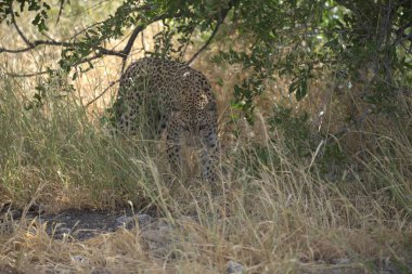 Namibya 'daki Etoşa Ulusal Parkı' nda leopar