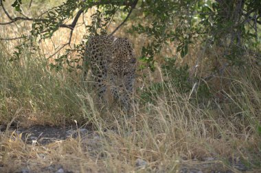 Cheetah Kruger National park, Güney Afrika