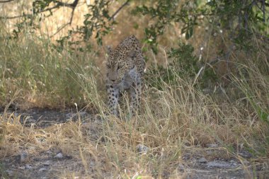 Afrika 'nın bozkırında çita