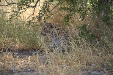 Vahşi Savanadaki Leopar, Afrika Hayvanı