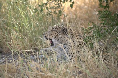 Vahşi Savanadaki Leopar, Afrika Hayvanı