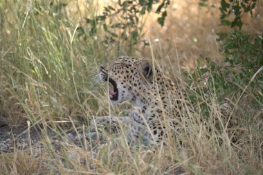 Vahşi Savanadaki Leopar, Afrika Hayvanı