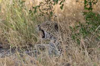 Vahşi Savanadaki Leopar, Afrika Hayvanı