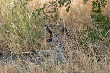 Vahşi Savanadaki Leopar, Afrika Hayvanı