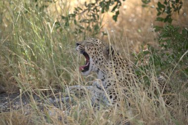 Vahşi Savanadaki Leopar, Afrika Hayvanı