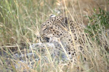 Vahşi Savanadaki Leopar, Afrika Hayvanı