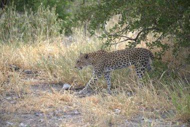 Vahşi Savanadaki Leopar, Afrika Hayvanı