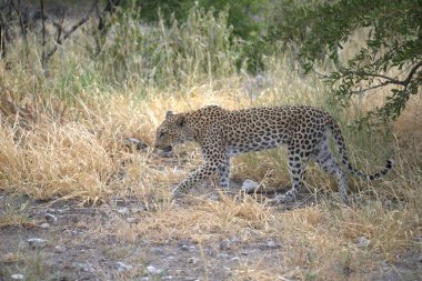 Vahşi Savanadaki Leopar, Afrika Hayvanı