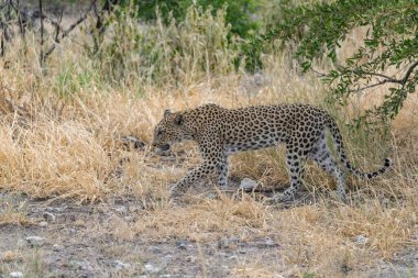 Vahşi Savanadaki Leopar, Afrika Hayvanı