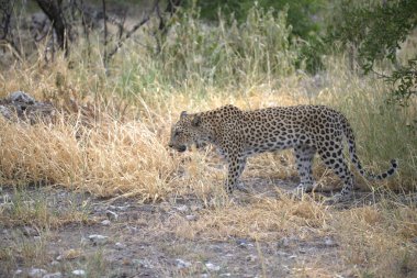Vahşi Savanadaki Leopar, Afrika Hayvanı