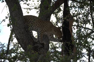 Vahşi Savanadaki Leopar, Afrika Hayvanı