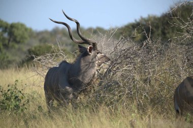 Kruger Ulusal Parkı 'nda otlayan iri ve sevimli bir erkek boğa..