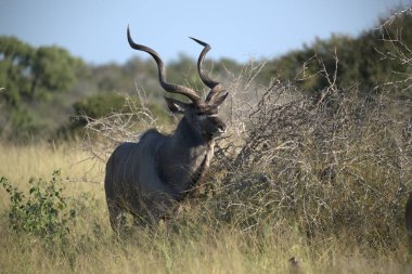 Afrika 'daki Kruger Ulusal Parkı' nda Afrika Bufalosu