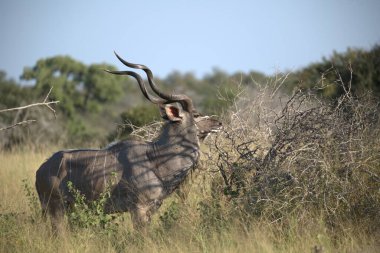 Savanadaki büyük siyah boğa.