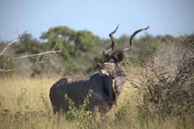 Erkek boğa kuru çimlerde yürüyor