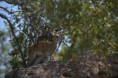 Genç kızıl saçlı geyik doğal ortamında..