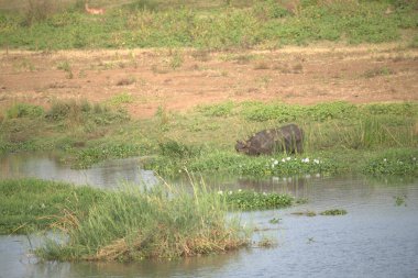 Sudaki beyaz bir su aygırının yakın çekimi.