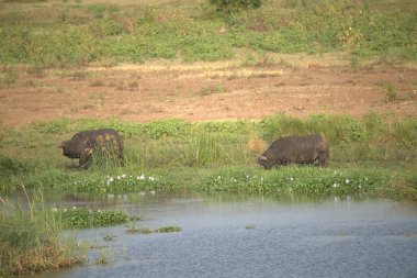 Kenya bozkırında su aygırı.