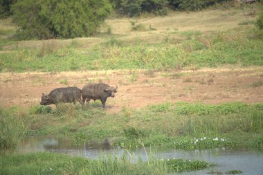 Kenya Afrika 'daki ulusal parktaki bir gölde su aygırı (suaygırı amfibi).