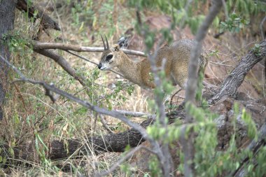 Güzel bir geyik resmi.