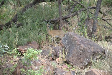 Otların arasında dinlenme aslan