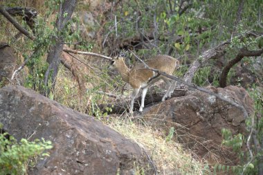 Savanadaki güzel beyaz bir aslanın yakın çekimi.