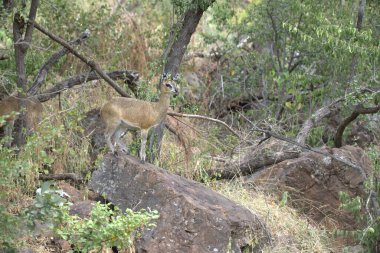 Aslan sürüsü yeşil bir ağaçta